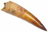 Bargain, Fossil Spinosaurus Tooth - Restored Tip #382392-1